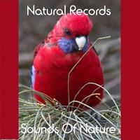 Amazing Nature cover mp3 free download  
